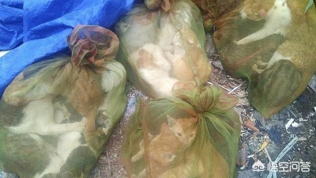 猫在哪个国家内受到严格保护:为什么猫，狗属于狂犬病高风险动物可以允许养？