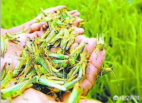 唐太宗吞蝗:唐太宗吞蝗是真的吗？人真的可以生吞蝗虫吗？