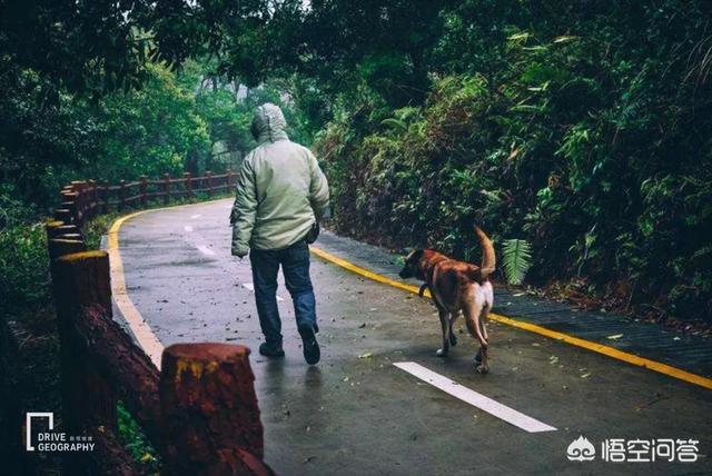 胖狗狗坐飞机旅行图:带宠物自驾游是一种怎样的体验？