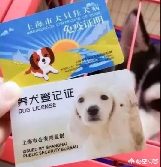 广州养狗要登记吗:如何给自家狗狗办理狗证？