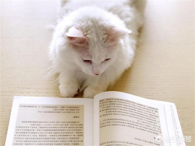 可爱的小猫咪动态:早出晚归的上班族可以养猫吗？