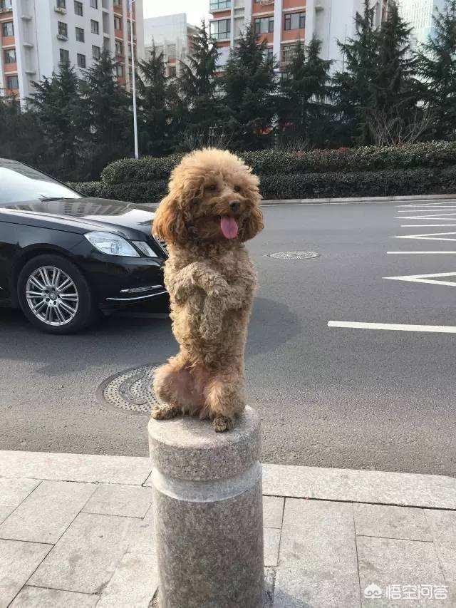 美卡犬要挤肛门:为什么狗狗会做磨屁股的动作？