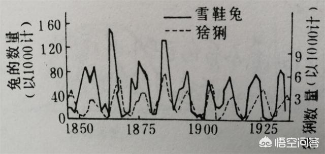 哥伦比亚盆地侏儒兔为什么灭绝:地球的为什么没有超过2万米的山？