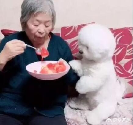 成年比熊犬好养吗:等比熊犬老了，怎样养才能活就一点？