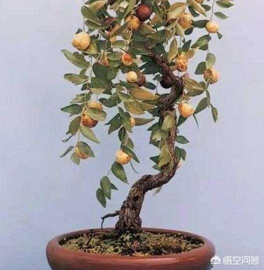 金桔,柑桔,果石榴,无花果,刺梨,胡颓子,木半夏,葡萄,柿,枣,苹果,樱桃