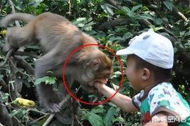 宠物猴子多少钱一只:哪里能买到可以当宠物饲养的小猴子？ 宠物猴子多少钱一只猴子可以当宠物养吗|小宠品种
