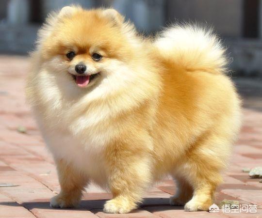 最可爱的博美犬视频:博美犬有什么缺陷？饲养时要注意什么？