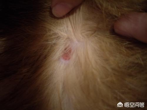 狗狗喷了皮特芬要擦干吗:狗狗喷了皮特芬多久能吸收 我家狗狗身上掉皮，特别痒一直在挠，是怎么回事？