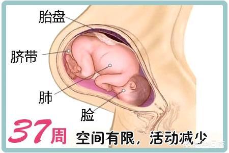 38周胎儿发育情况是啥样的，怀孕马上38周了，有什么需要特别注意的呢