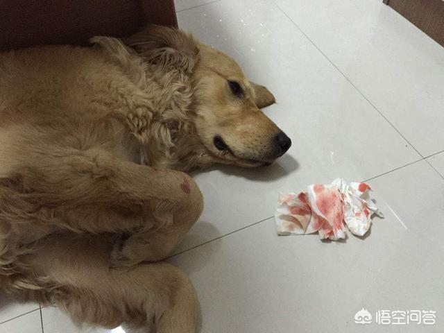 世界上最忧郁的狗狗:什么水果对狗狗来说，毒性是比较强的？