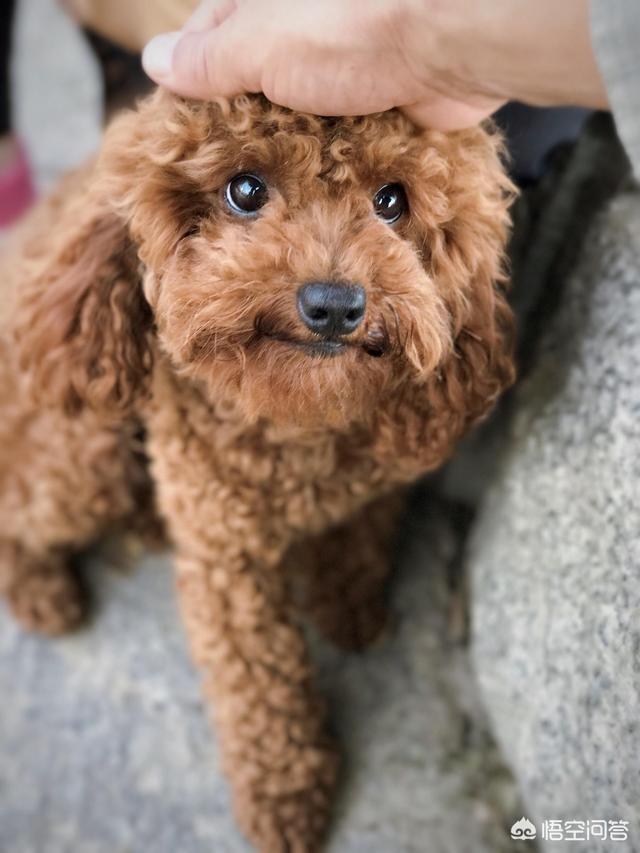 巨型泰迪护主吗:养泰迪犬，它们最害怕遇到什么样的主人呢？