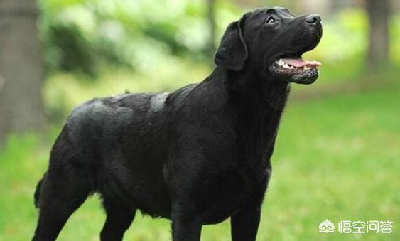 拉布拉多犬性格:公拉布拉多的性格什么时候才稳定？