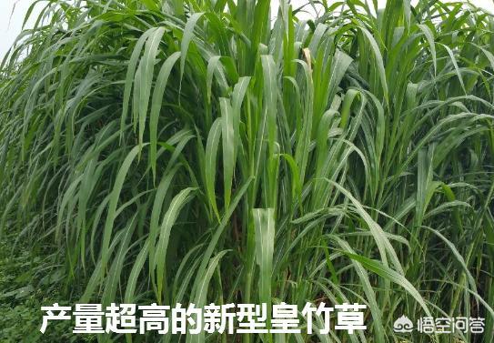 牧草种植:在北方山区种植什么牧草比较合适？需要注意什么？