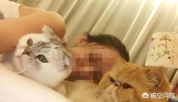 折耳猫为什么不能养视频:可爱背后的痛苦，折耳猫到底能养吗？