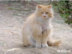 流浪猫绝育后放生:为什么有些人会把猫丢掉，让它变成流浪猫呢？ 流浪猫绝育后放回小区