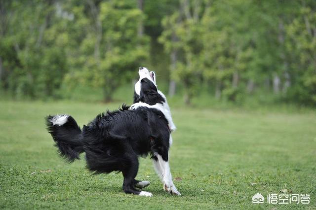 训练训边境牧羊犬怎么训练:边境牧羊犬的服从性怎么样？为什么？