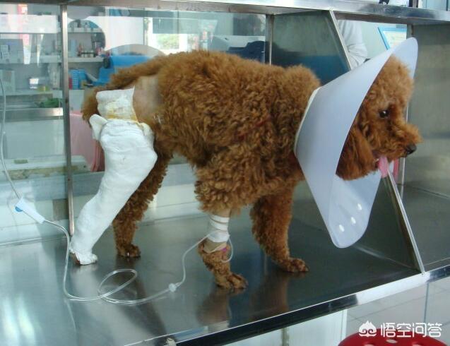 有杀泰迪吧吗:长期打泰迪犬，它会有什么后遗症？