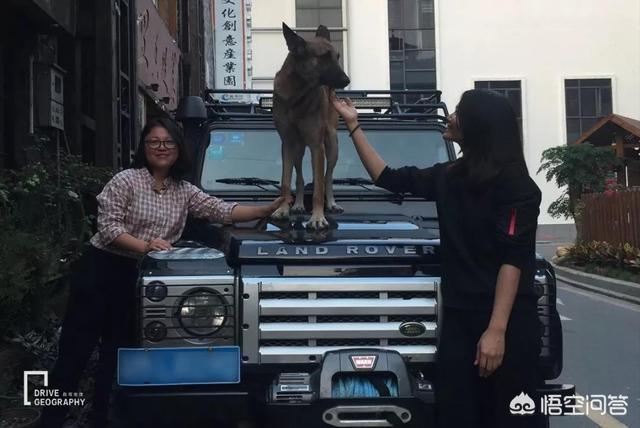 带宠物出国旅游:带宠物自驾游是一种怎样的体验？ 带宠物出国旅游回国