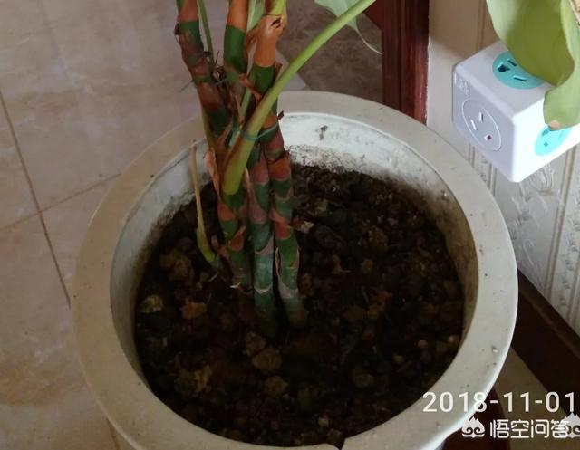 花叶万年青叶子鄢了:广东万年青叶子蔫了是怎么回事？该怎么办？