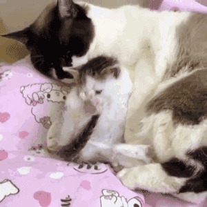 为什么晚上睡觉时猫咪总喜欢靠近自己的头，而且咕噜声还很大？插图38