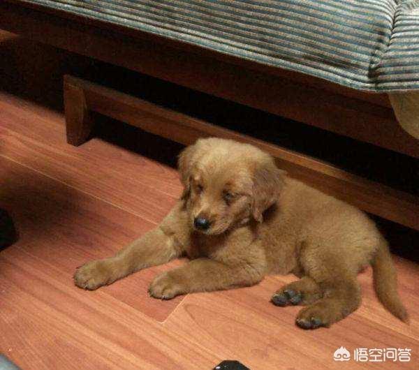 北京金毛价格:金毛犬多少钱一只？影响价格的因素有哪些？