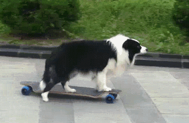 边牧犬图片:如何从边牧的睡觉姿势看出对主人的信任程度？ 边牧犬图片 幼犬