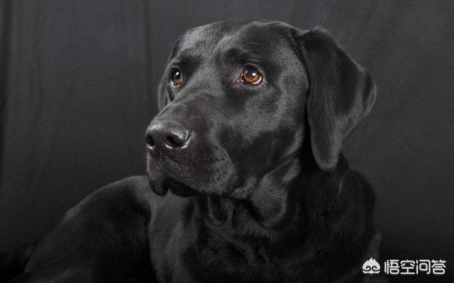 双血拉拉是什么狗:拉布拉多什么颜色好？养黑色的有什么优势之处吗？