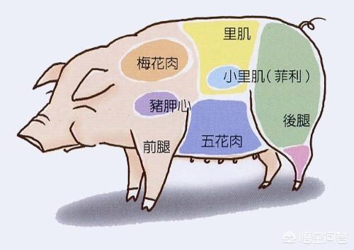 糟头肉是什么肉，农村老人说猪身上有块肉被称为“黄金六两”，是哪块肉呢