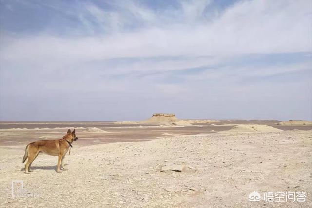 胖狗狗坐飞机旅行图:带宠物自驾游是一种怎样的体验？