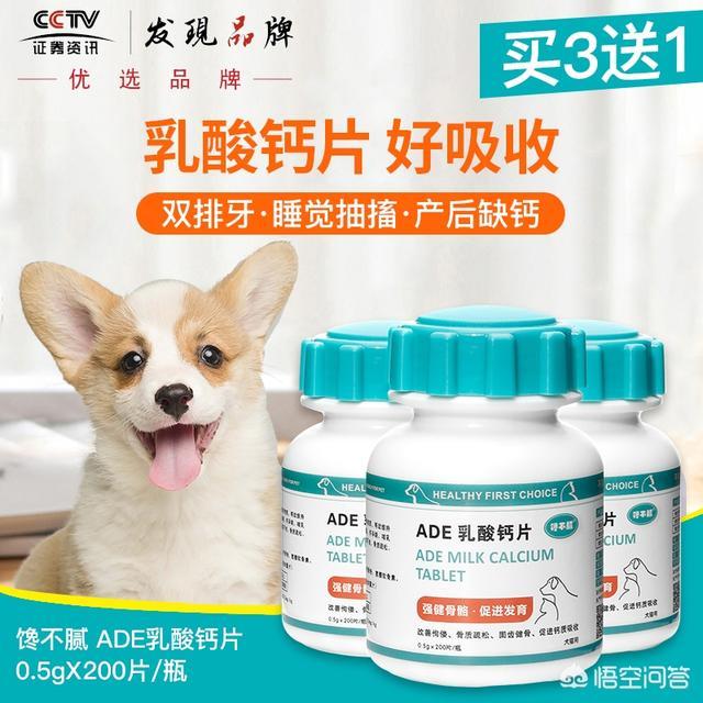 如何训练柯基幼犬:柯基犬几个月才能过尴尬期，日常饲养需要注意这2点？