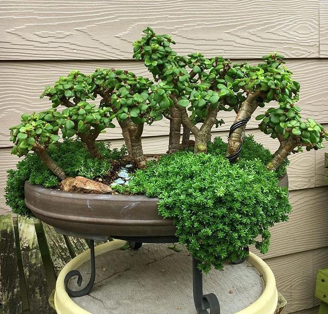 头条问答 - 盆栽的玉树,夏季可以修剪吗?有什么需要注意的地方?