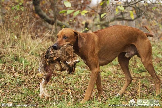 头条问答 - 雇主给你200万美金,让你捕杀一只吃人的孟加拉虎,你愿意去