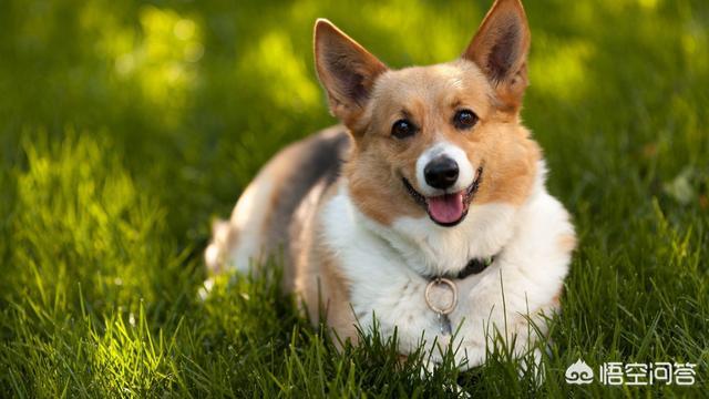 纯种凯安梗幼犬好养吗:为什么有人说养狗要养柯基犬？
