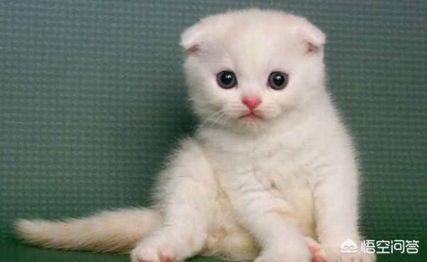 银折耳猫为什么不能养:折耳猫真的活不过两年吗？
