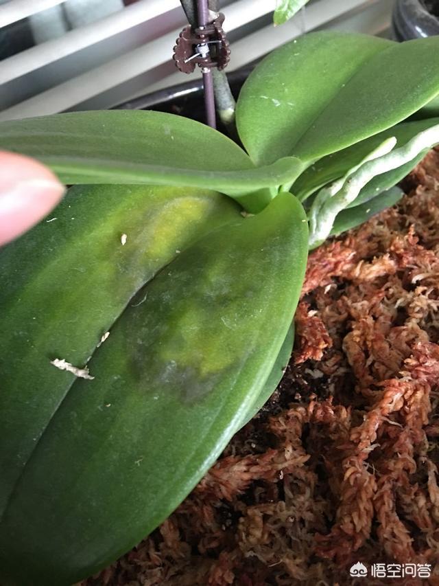 刚种的小叶桢楠树苗叶子发蔫:栀子花叶子蔫了如何补救？日常如何养护？
