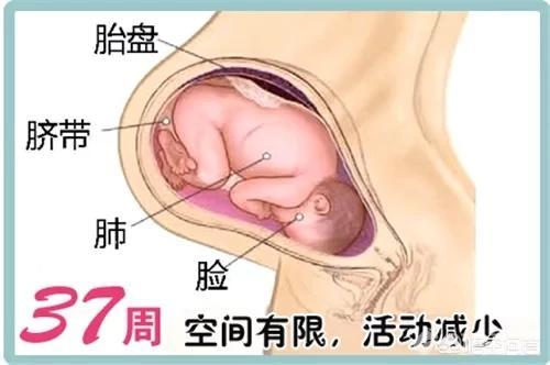 38周胎儿发育情况是啥样的，怀孕38周出生宝宝算足月了吗