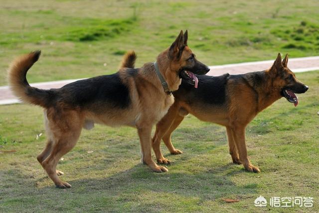 中国牧羊犬网:在中国，有哪些常见的工作犬种？