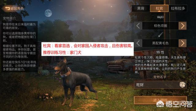 金丹犬属性:有哪些不会长大的小型犬？ 金丹犬介绍