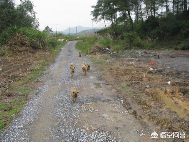 教师卖房养流浪狗感动网友:两年前出于人道主义收留了一只小土狗，现在不想养了怎么办？