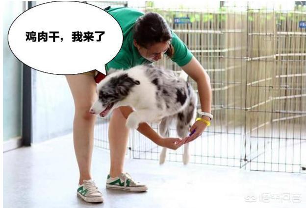 赛维洛犬菌清哪里有卖:生理期的边牧要怎么照顾？