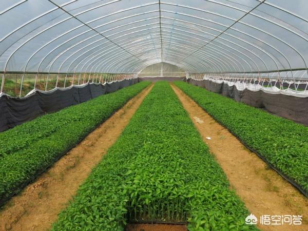 如何高效 彻底消灭大棚内的地下害虫 头条问答