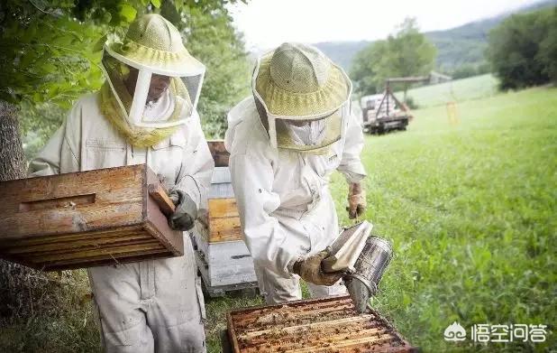 机械化养蚕的方法:国内一些地方具备一切机械化养蜂的条件，为何养蜂却难以机械化？