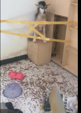 哈士奇搞笑视频合计:你家哈士奇的犯傻记录有哪些？