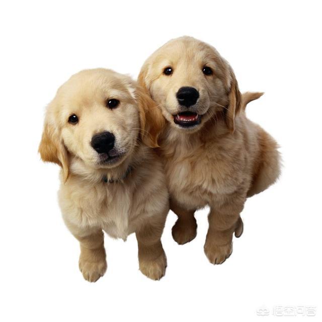 翡翠认主人一般要多久,狗狗被抛弃，会等主人多久才放弃？