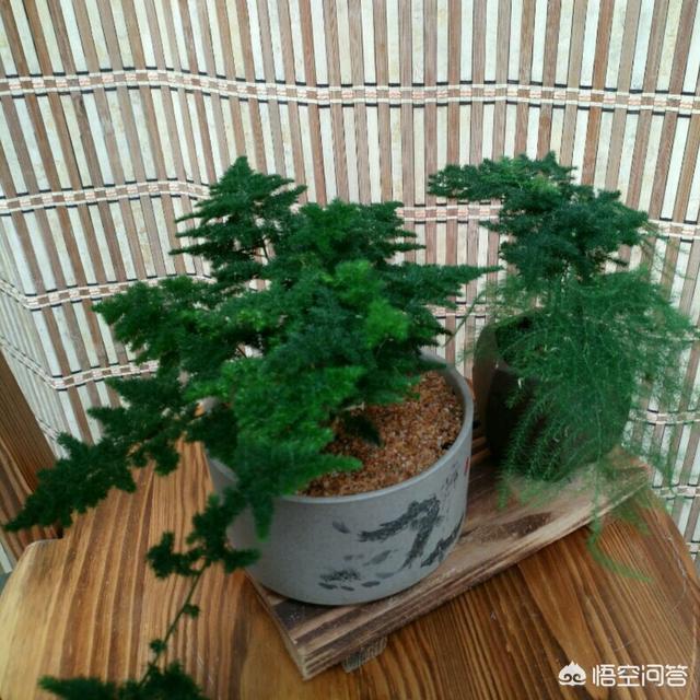 文竹的作用净化空气缓和抑郁:盆栽的文竹耐修剪吗？什么时间修剪最好？