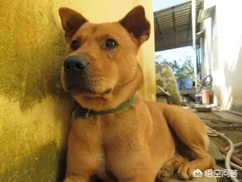 中华田园犬吧:中华田园犬升级为中国唐狗，对此你怎么看？