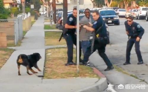 罗威纳咬人:有没有罗威纳犬护主的真实案例？