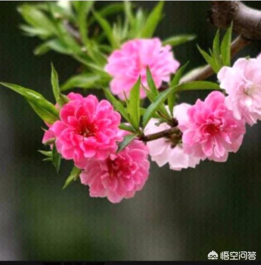你有没有写过情诗？
