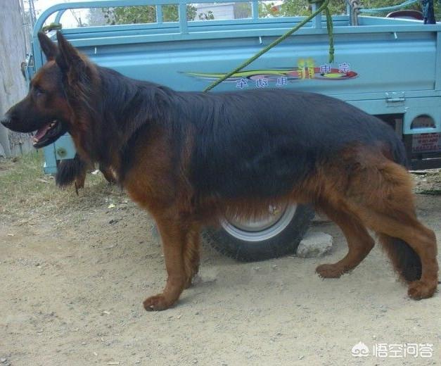 狼和狗的区别ppt:如果说狗是狼驯化来的，那么为什么狗和狼的叫声不一样？ 狼和狗的区别图片