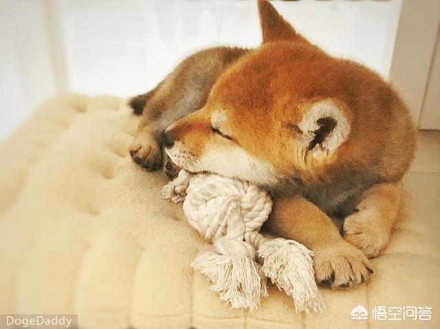 世界最丑宠物狗大赛:狗狗会在什么时候开始爆头？ 最丑的宠物狗品种大全